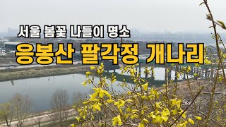 [서울 가볼만한곳] 서울 봄꽃 나들이 명소 응봉산 팔각정에 개나리가 활짝 폈습니다. | 서울 봄나들이 장소