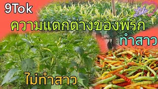 พริกไม่ทำสาว \u0026 พริกทำสาว แตกต่างกันอย่างไร