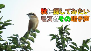 鳥・秋に探してみたいモズとその鳴き声 撮影地：関東 オスメスの違い 鳴きまねなど