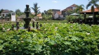 癒しのガムラン♪　バリ島ウブド周辺の緑な風景 bali relax healing