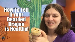 How to Tell if Your Bearded Dragon is Healthy!