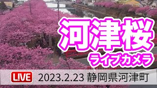 河津桜ライブカメラ／「静岡県河津町」ライブカメラより　2023年02月23日