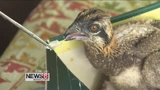 Osprey chicks saved in Old Saybrook