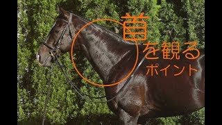 サラブレッドの首を観る（マイルCS2019出走馬馬体評価）