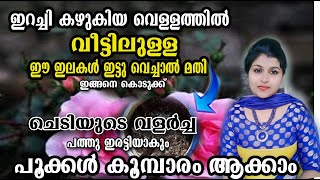 ചെടിക്ക് കൊടുക്കണ്ട വളം ഇതാണ് ഒരു പ്രാവശ്യം നൽക്കൂ/flowering tips/flowering tricks/poppy vlogs