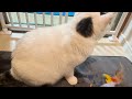 【保護猫】先住猫と新入り猫のルナちゃんがケージなしでの緊張の対面！　18話