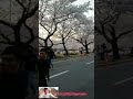 Bunga Sakura Di Musim Semi Korea Selatan Wow Amazing