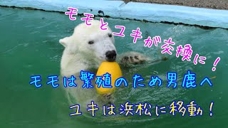 ホッキョクグマのモモとバフィンが交換に！！男鹿で豪太がモモとペアリングに！！