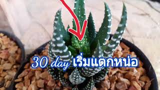 Aloe Vera ม้าลาย กับการขยายพันธุ์ที่มือใหม่ทำได้สบายมาก/นานาพันธุ์ไม้byนิตยา