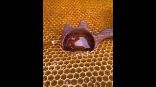 Extracting honey from honeycomb | Satisfying video