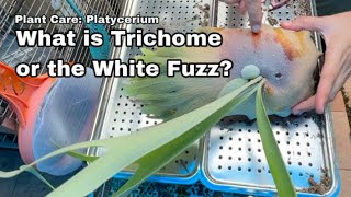 Unveiling the Mystery of Platycerium Trichomes: What's that White Fuzz?  - Ep112