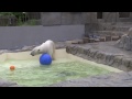 polar bear play with big ball デナリの大玉遊び