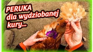 Wydziobane kury - Jak im pomóc...🐓🐔🐥