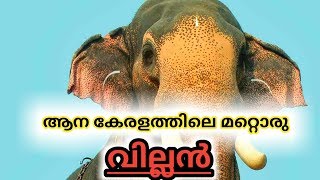 ആന കേരളത്തിലെ മറ്റൊരു വില്ലൻ | Mangalamkunnu Saran Ayyappan | Ithithanam Gajamela 2019