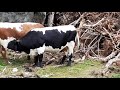 cows drinking each others milk