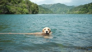 流木を頑張って回収する愛犬がたまらんw