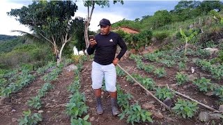 É muito importante fazer a limpeza da roça pra lavoura crescer rápido #vidanaroça