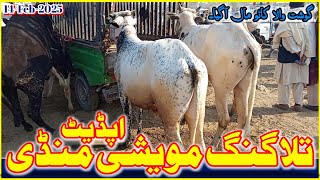 تلاگنگ منڈی کٹے کٹیاں بچھڑے گوشت والے کاٹو مال کے ریٹ/ Talagang Mandi Latest Updates 17-Feb-2025