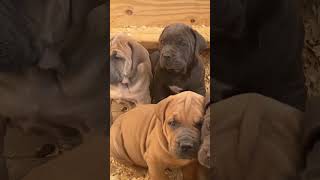 Unique South African Boerboel puppies