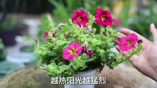 有种“开花机器”，它就是矮牵牛，花朵漂亮极了，园艺师教你养它