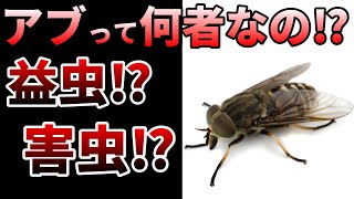 【ゆっくり】スズメバチより強い！危ないアブの生態とは⁉