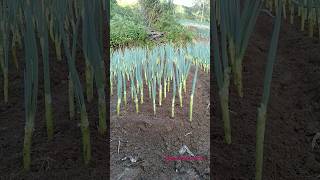 planting green onions #farming #shorts