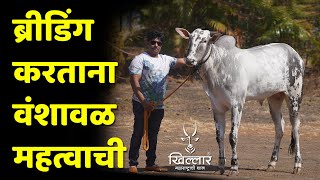 वळू भरायला चुकला, तर वासरू चुकीचा कामाला जाणार! | Khillar Maharashtrachi Shaan 2025