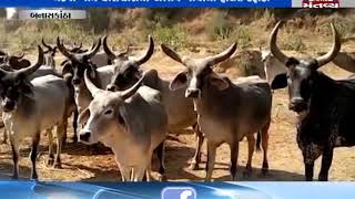 Banaskantha: Bad condition of cows due to shortage of grass | Mantavya News