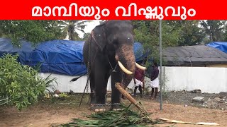 മാമ്പിയും വിഷ്ണുവും തുറവൂരിൽ | thuravoor deepavali ulsavam 2024 | mambi