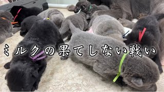 オオカミの嗅覚は凄いのが分かる動画【執着】