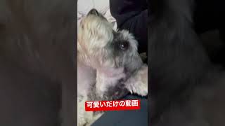 【バニポー】ただ、可愛いだけの動画【シュナウザー】