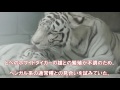 愛媛県「とべ動物園」のホワイトタイガーかみ殺される！