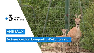 Animaux : naissance d'un bouquetin d'Afghanistan à la réserve de la Haute-Touche