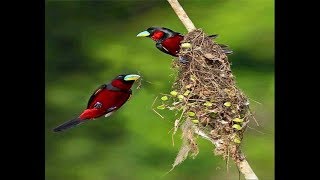 Most Beautiful And  Amazing Colourful Red Birds In The World Right Now Trends  On The Internet