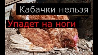 Кабачки для кур нельзя? Птица упала на ноги.