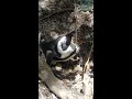 孵蛋中的企鵝 penguin in the hatchery