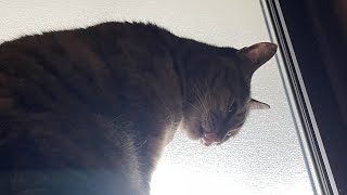 ため息つく猫　Sighing Cat