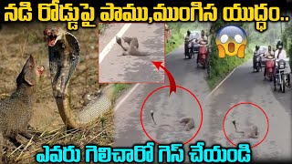 నడి రోడ్డుపై పాము, ముంగిస యుద్ధం ..ఎవరు గెలిచారో గెస్ చేయండి || Snake Fight On Road || Srimedia