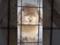 見つめあってるだけの動画 かわいいうさぎ ホーランドロップ うさぎ bunny