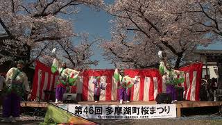 てんしゃばフェスタ踊り子隊　「あんちゅうだんべえちっとんべえな」　第46回多摩湖町桜まつり