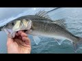 Bass Fishing - Best way to catch Bass and Wrasse on Live Prawn - Float fishing | The Fish Locker