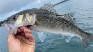 Bass Fishing - Best way to catch Bass and Wrasse on Live Prawn - Float fishing | The Fish Locker