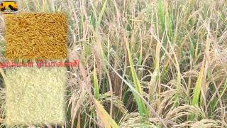 சன்னா நெல் ரகம் | சாபட்டித்திற்கு ஏற்ற நெல் ரகம் | Small paddy varieties