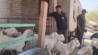 750 Bakre On Palai At RJ Goat Farm | PPR Vaccinated Sojat Kids For Gujarat \u0026 Maharashtra.