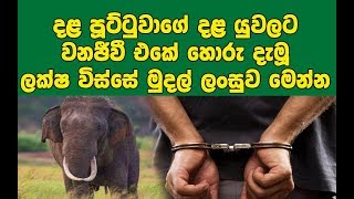 දළ පූට්ටුවාගේ දළ යුවලට වනජීවී එකේ හොරු දැමූ ලක්ෂ විස්සේ මුදල් ලංසුව මෙන්න