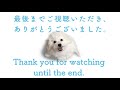 ビションフリーゼわたまるが公園でお散歩！階段も上手に上り下りできました