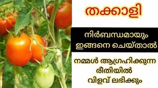 തക്കാളി ഇങ്ങനെ ചെയ്താൽ 100 മേനി വിളവ് / Thakkali Krishi Tips / Tomato Krishi Malayalam