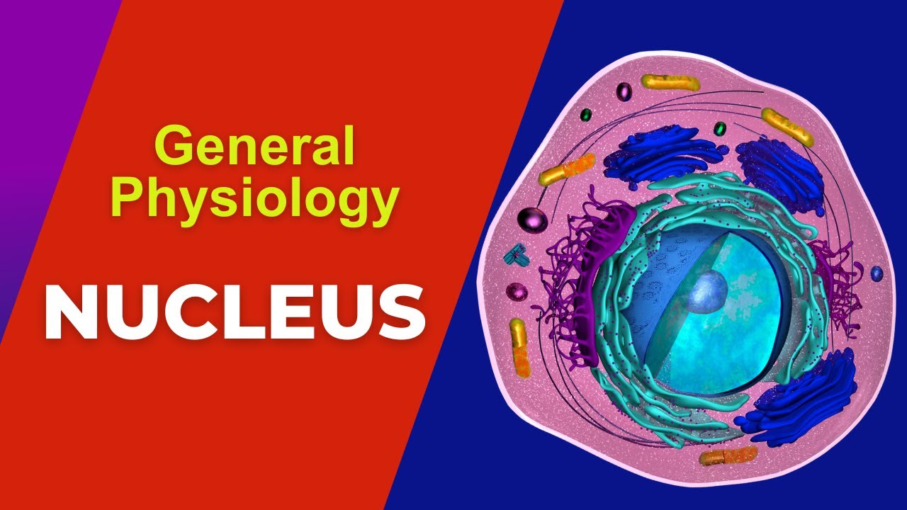 Cell Nucleus Structure Function Nucleus Youtube