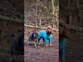 IG - YAKUZA.BULLZ💥 #dog #explore #facebook #frenchbulldog #shortvideo #tiktok #youtubeshorts #like