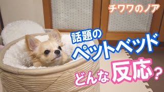 【話題のペットベッド、どんな反応？】チワワのノア #84 ～ What does Chihuahua do when I sleep in a Popular pet beds ? ～